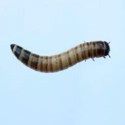 Morio Wormen 50 Gram