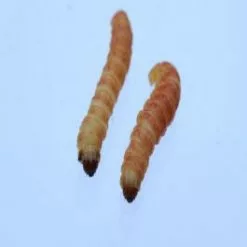 Tebo's Groot 20 Stuks